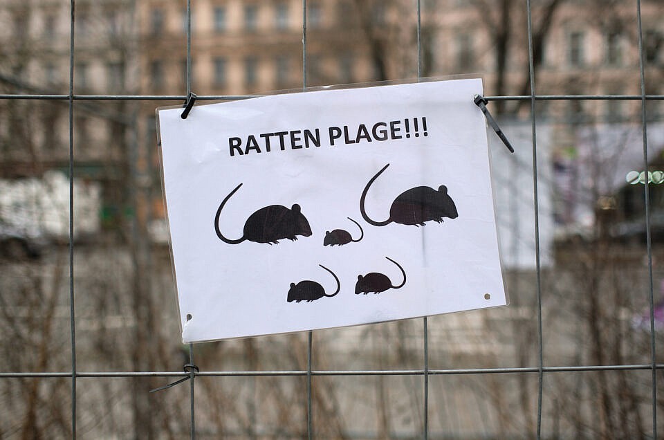 Ratten Plage!!!